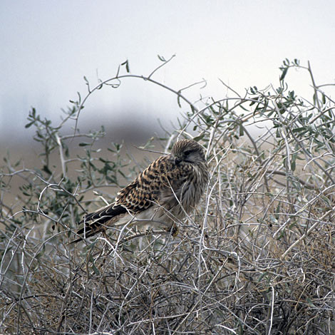grauwert - Grau des Monats - August